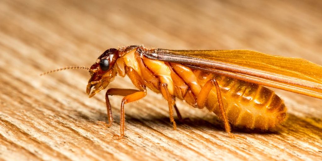 WOODBORER, TERMITE & ROT CONTROL
